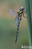 Migrant Hawker (Aeshna mixta)