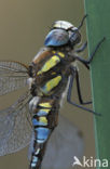 Migrant Hawker (Aeshna mixta)