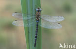 Migrant Hawker (Aeshna mixta)