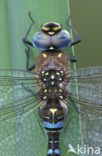 Migrant Hawker (Aeshna mixta)