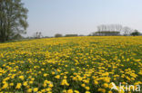 Paardenbloem (Taraxacum spec.)