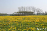 Paardenbloem (Taraxacum spec.)