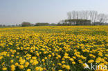 Paardenbloem (Taraxacum spec.)