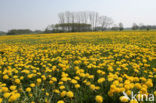 Paardenbloem (Taraxacum spec.)