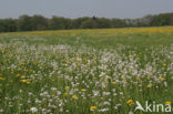 Dandelion (Taraxacum spec.)