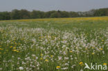 Paardenbloem (Taraxacum spec.)