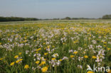 Paardenbloem (Taraxacum spec.)