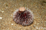 violet sea urchin (Sphaerechinus granularis)