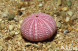 violet sea urchin (Sphaerechinus granularis)