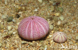 violet sea urchin (Sphaerechinus granularis)