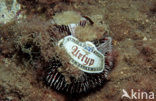 violet sea urchin (Sphaerechinus granularis)