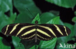 Passiebloemvlinder (Heliconius charithonia)