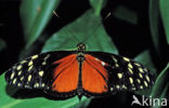 Hecales longwing (Heliconius hecale)