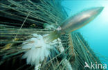 Reef squid (Sepioteuthis australis)