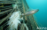 Reef squid (Sepioteuthis australis)