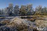 Pijpestrootje (Molinia caerulea)