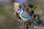 Blue Tit (Parus caeruleus)