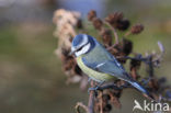 Blue Tit (Parus caeruleus)