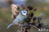 Blue Tit (Parus caeruleus)