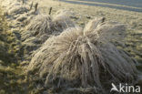 Soft Rush (Juncus effusus)