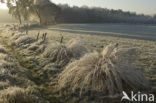 Soft Rush (Juncus effusus)