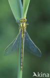 Plasrombout (Gomphus pulchellus)