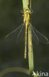 Plasrombout (Gomphus pulchellus)