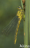 Plasrombout (Gomphus pulchellus)