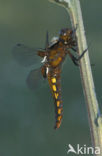 Broad-bodied Chaser (Libellula depressa)