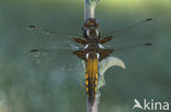 Platbuik (Libellula depressa)