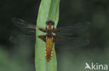 Platbuik (Libellula depressa)