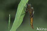 Platbuik (Libellula depressa)