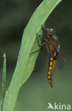 Platbuik (Libellula depressa)