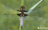 Platbuik (Libellula depressa)