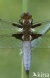 Platbuik (Libellula depressa)