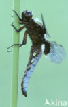 Broad-bodied Chaser (Libellula depressa)