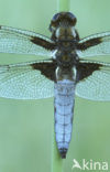 Platbuik (Libellula depressa)