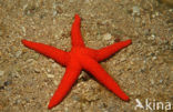 common starfish (Echinaster sepositus)