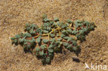 Purple Spurge (Euphorbia peplis)