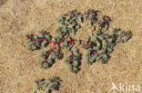 Purple Spurge (Euphorbia peplis)