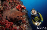 Giant Moray (Gymnothorax javanicus)