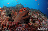 Giant Moray (Gymnothorax javanicus)