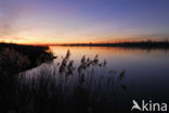 Common Reed (Phragmites australis)