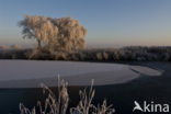 Common Reed (Phragmites australis)