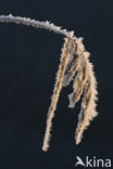 Common Reed (Phragmites australis)