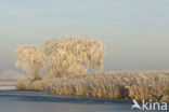 Common Reed (Phragmites australis)