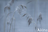 Riet (Phragmites australis)