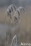 Riet (Phragmites australis)