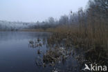 Riet (Phragmites australis)