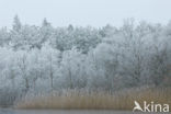 Riet (Phragmites australis)